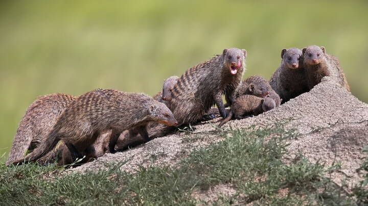 Семейство в сборе