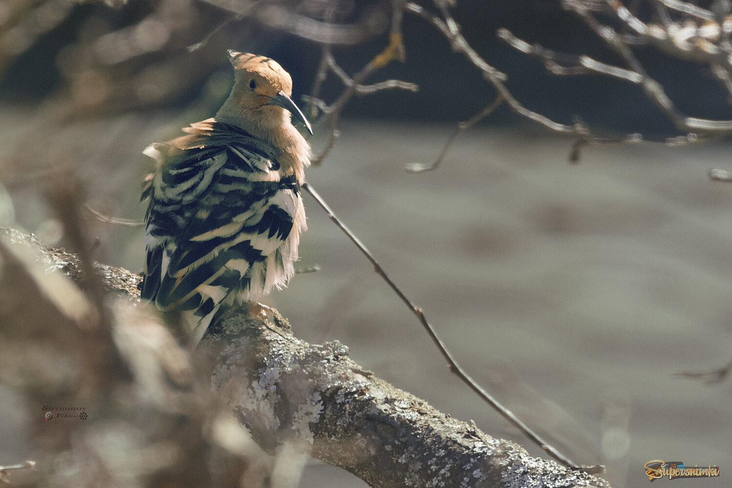 Удод (Хопое).
