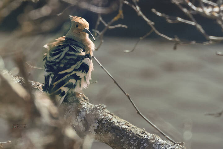 Удод (Хопое).