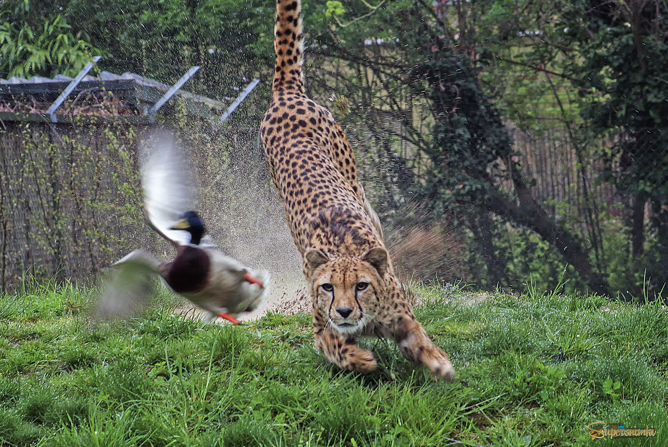 Промахнулся