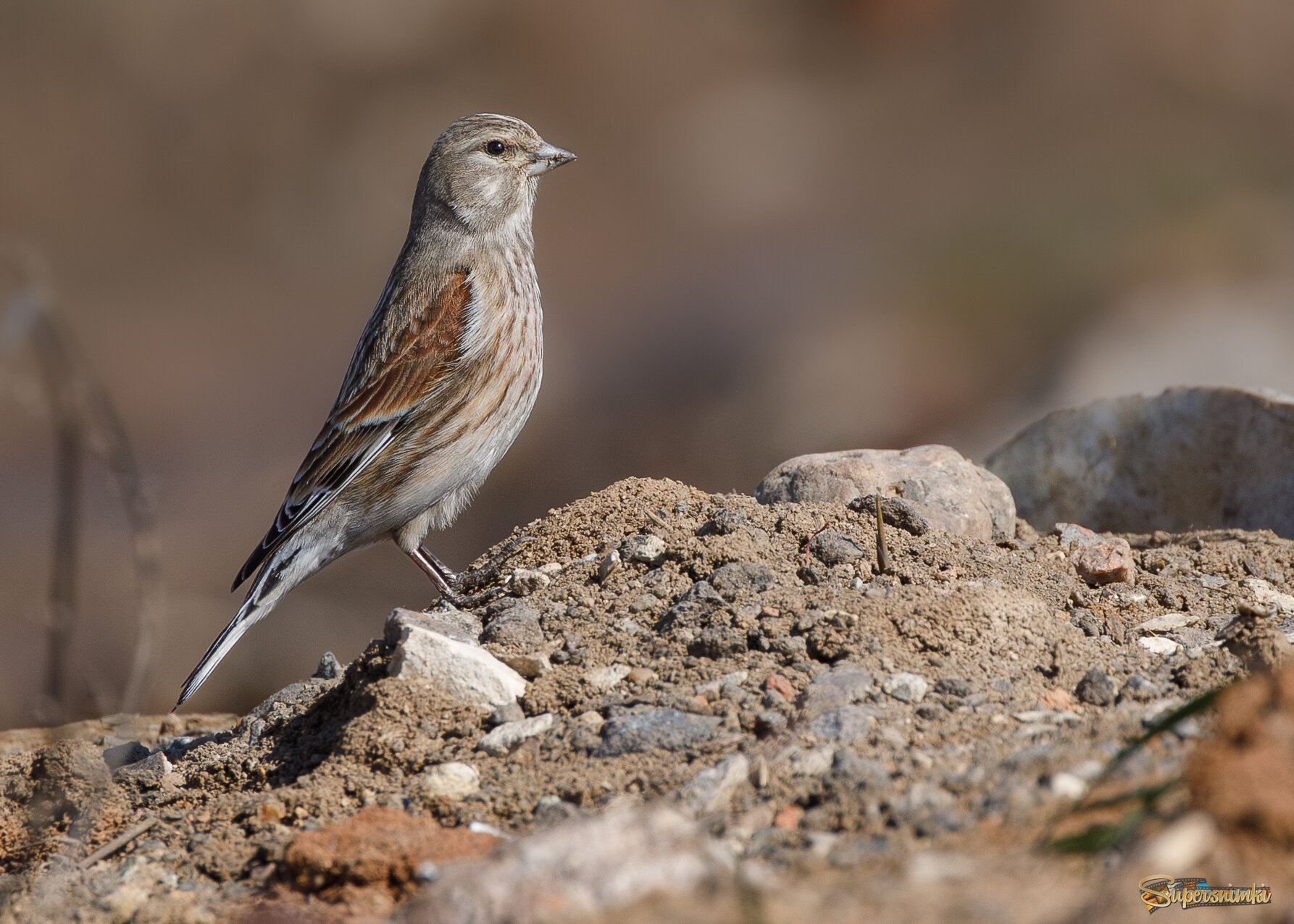 Отличная выправка