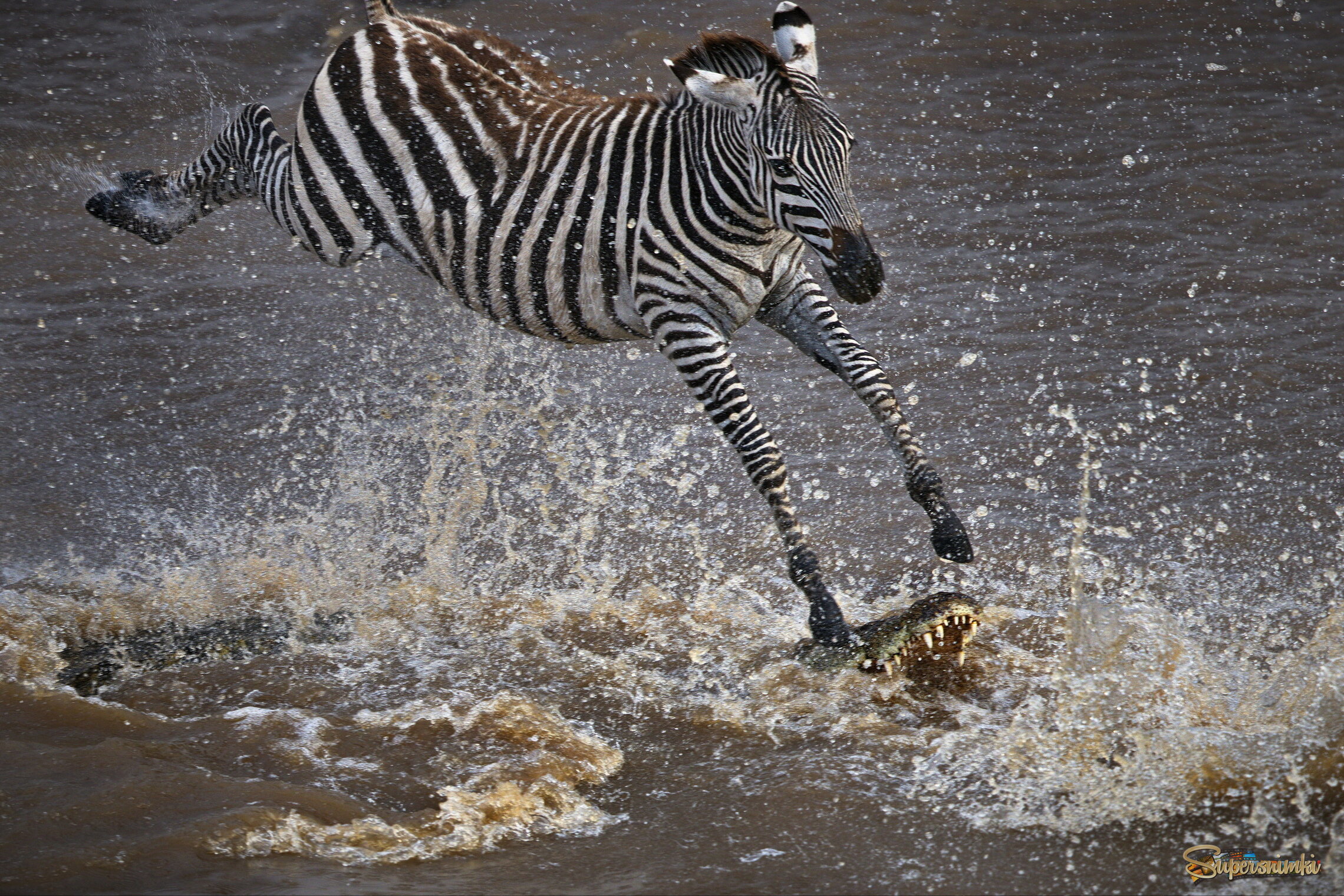 Пробежаться по крокодилу