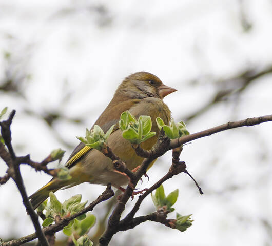 Обыкновенная зеленушка.