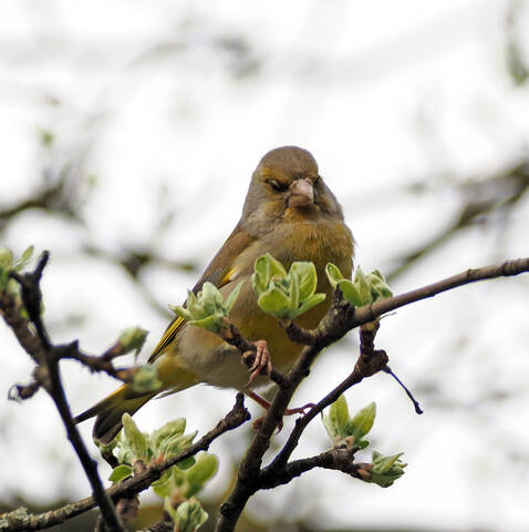 Обыкновенная зеленушка.