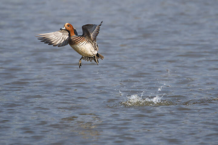 Хочу в небо!