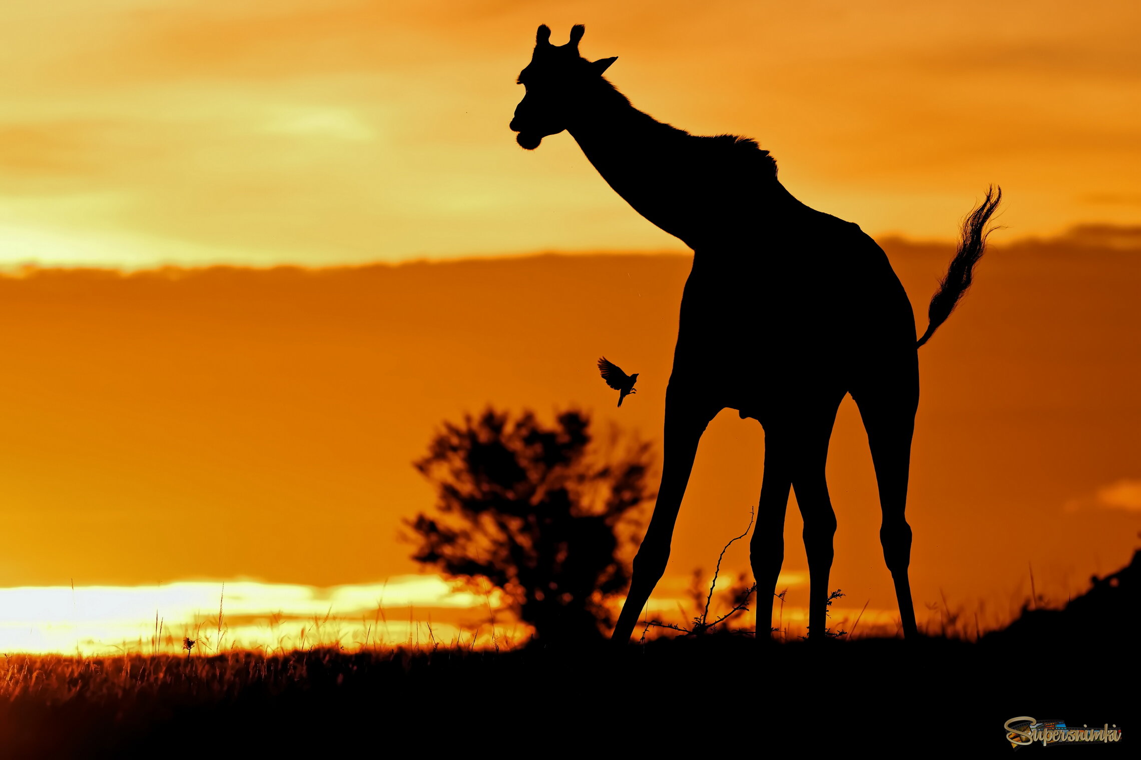 Вечерняя птичка