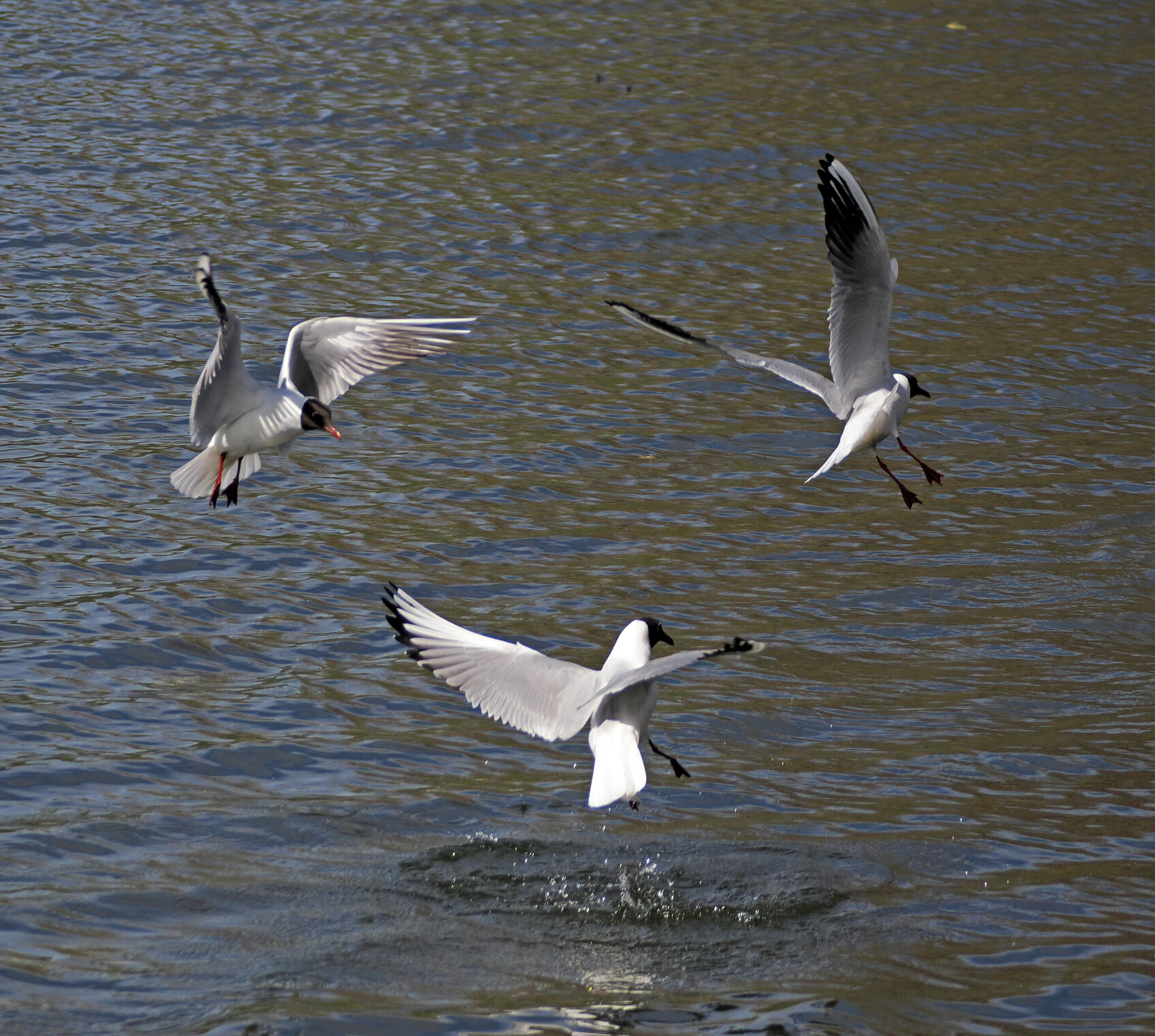Полёты озёрных чаек.