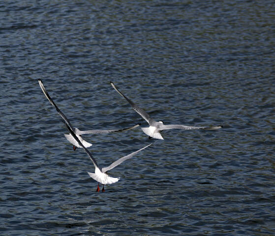 Полёты озёрных чаек.