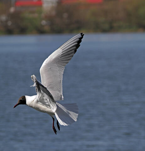 Полёты озёрных чаек.