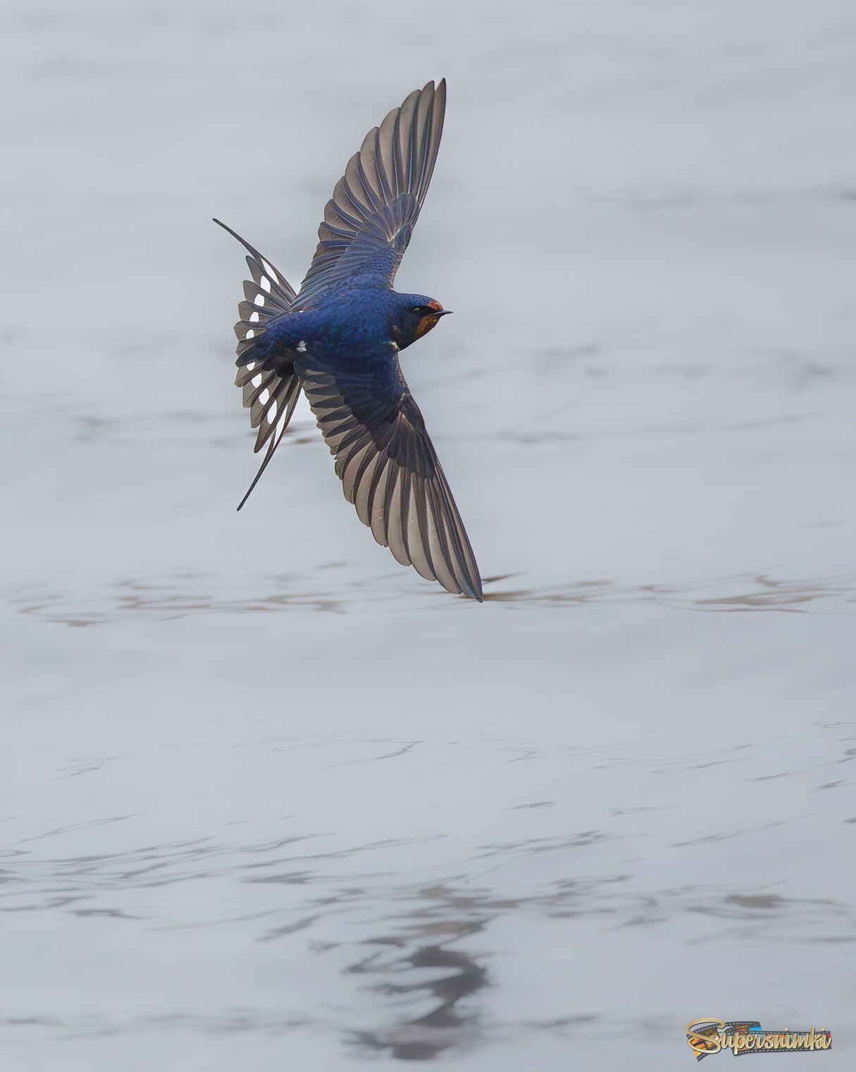 Расправив крылья над водой... 