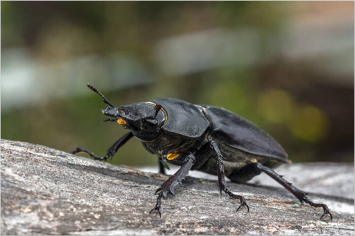 Про Олениху...