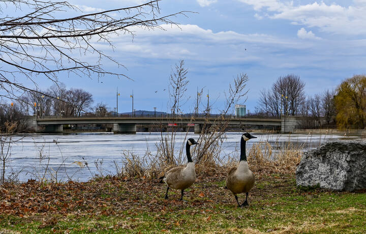 Осваиваются на новом месте
