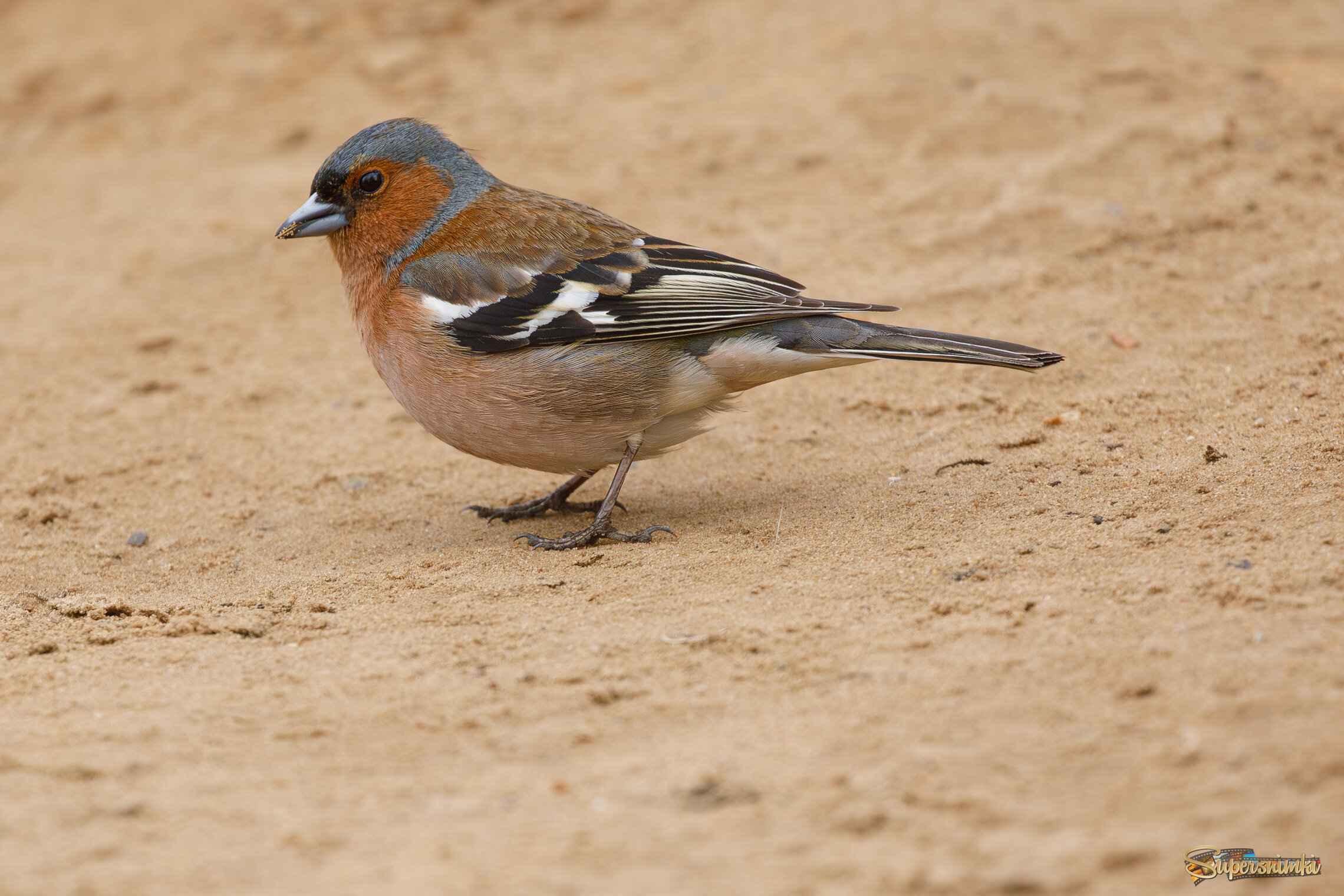 Ходят тут всякие. Поесть спокойно не дают.