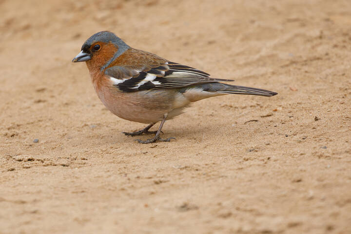 Ходят тут всякие. Поесть спокойно не дают.