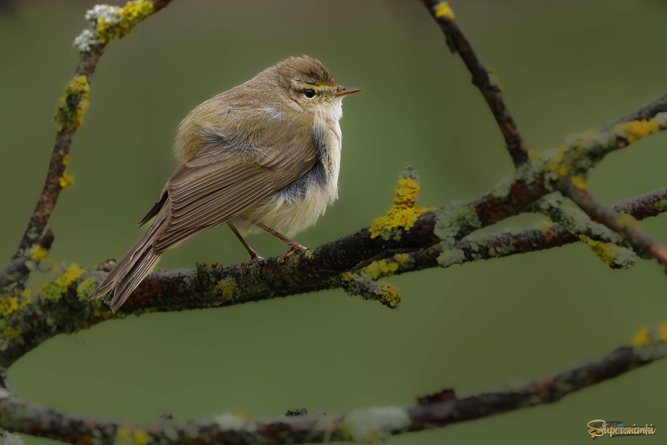 На сильном ветру