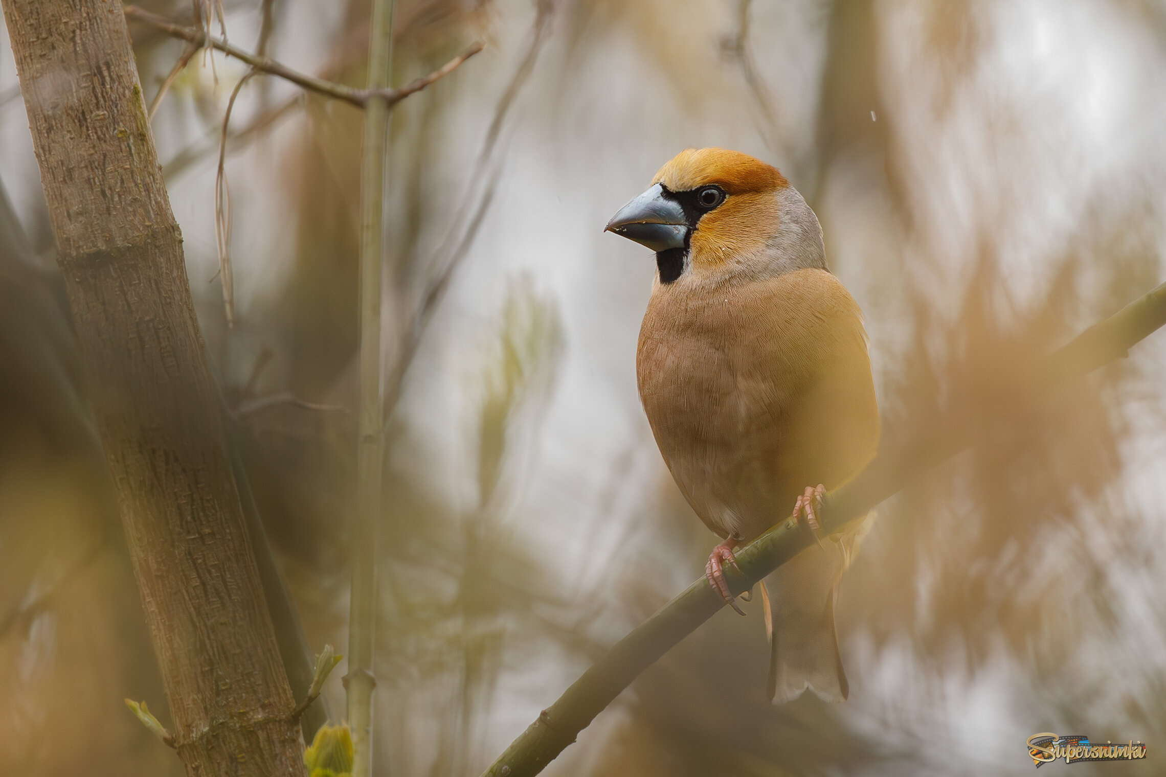 Редкий гость
