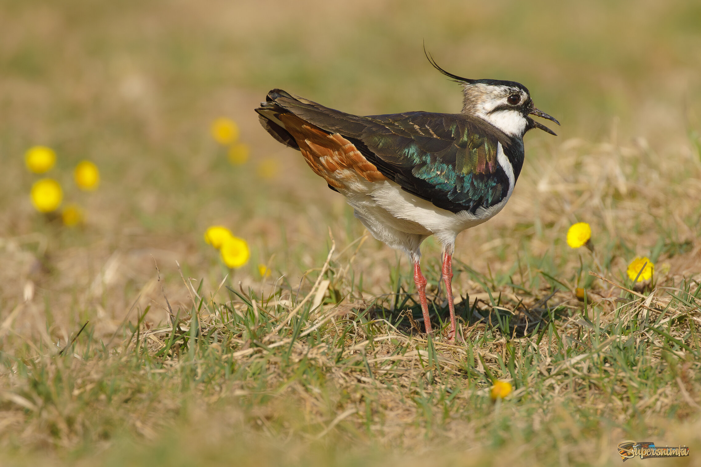 Брачное шоу чибиса-самца