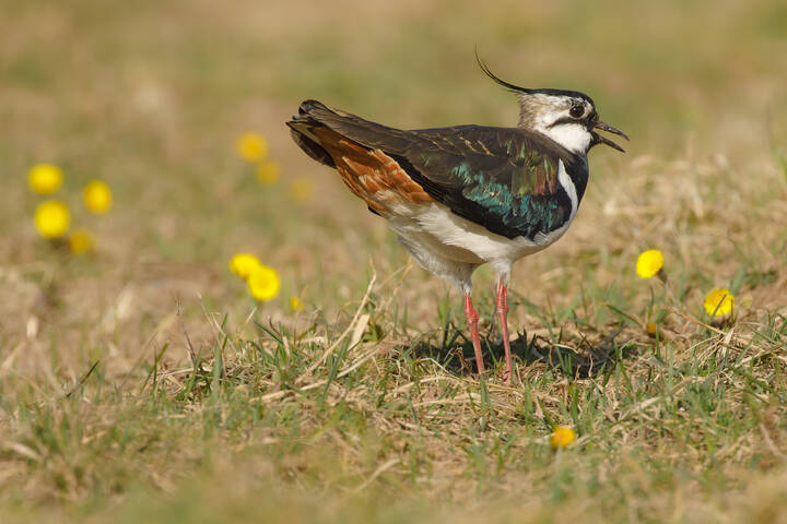 Брачное шоу чибиса-самца