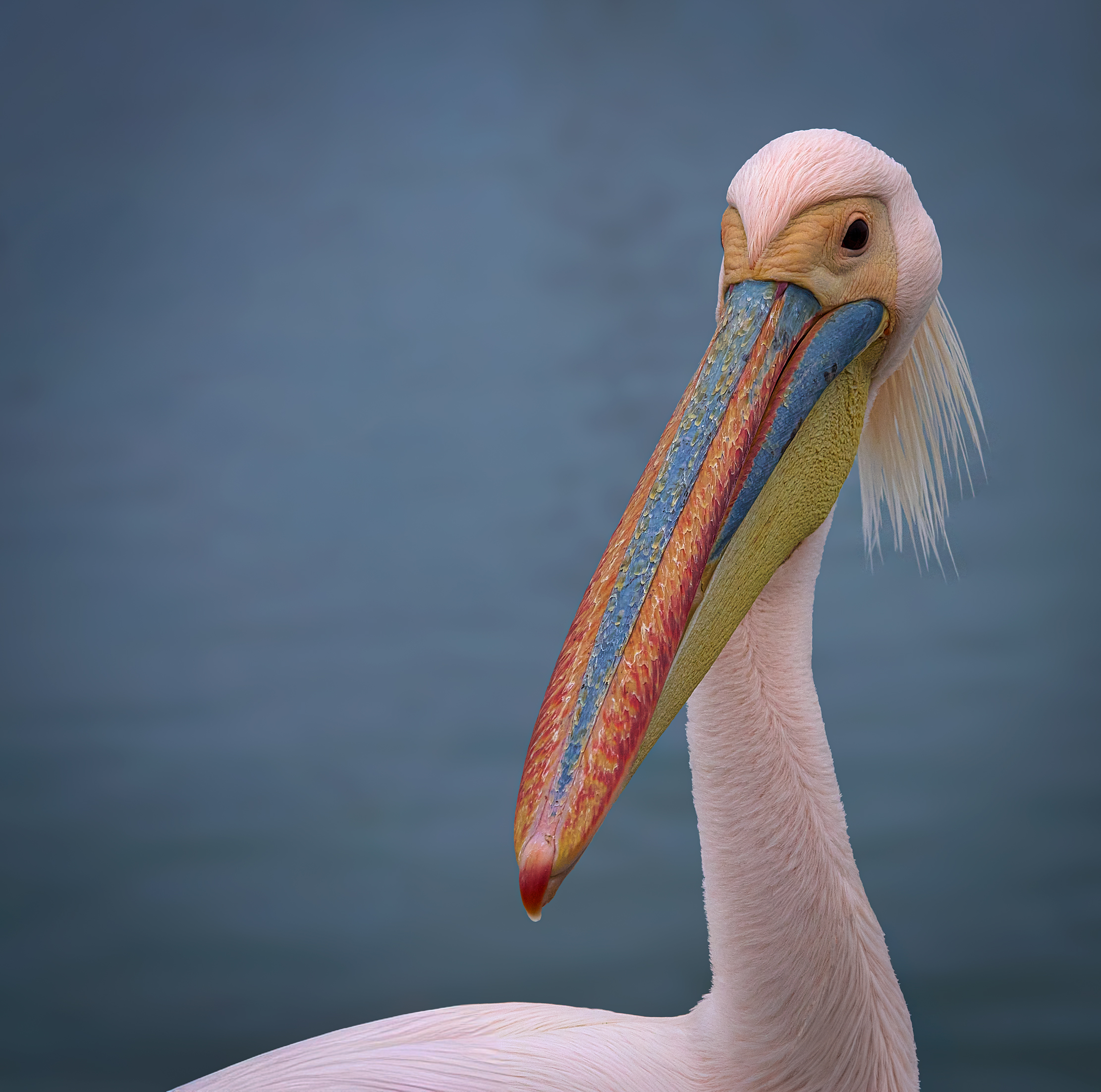 Намибийские истории...