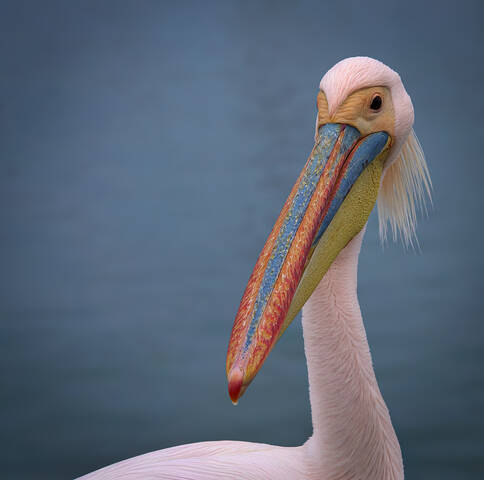 Намибийские истории...