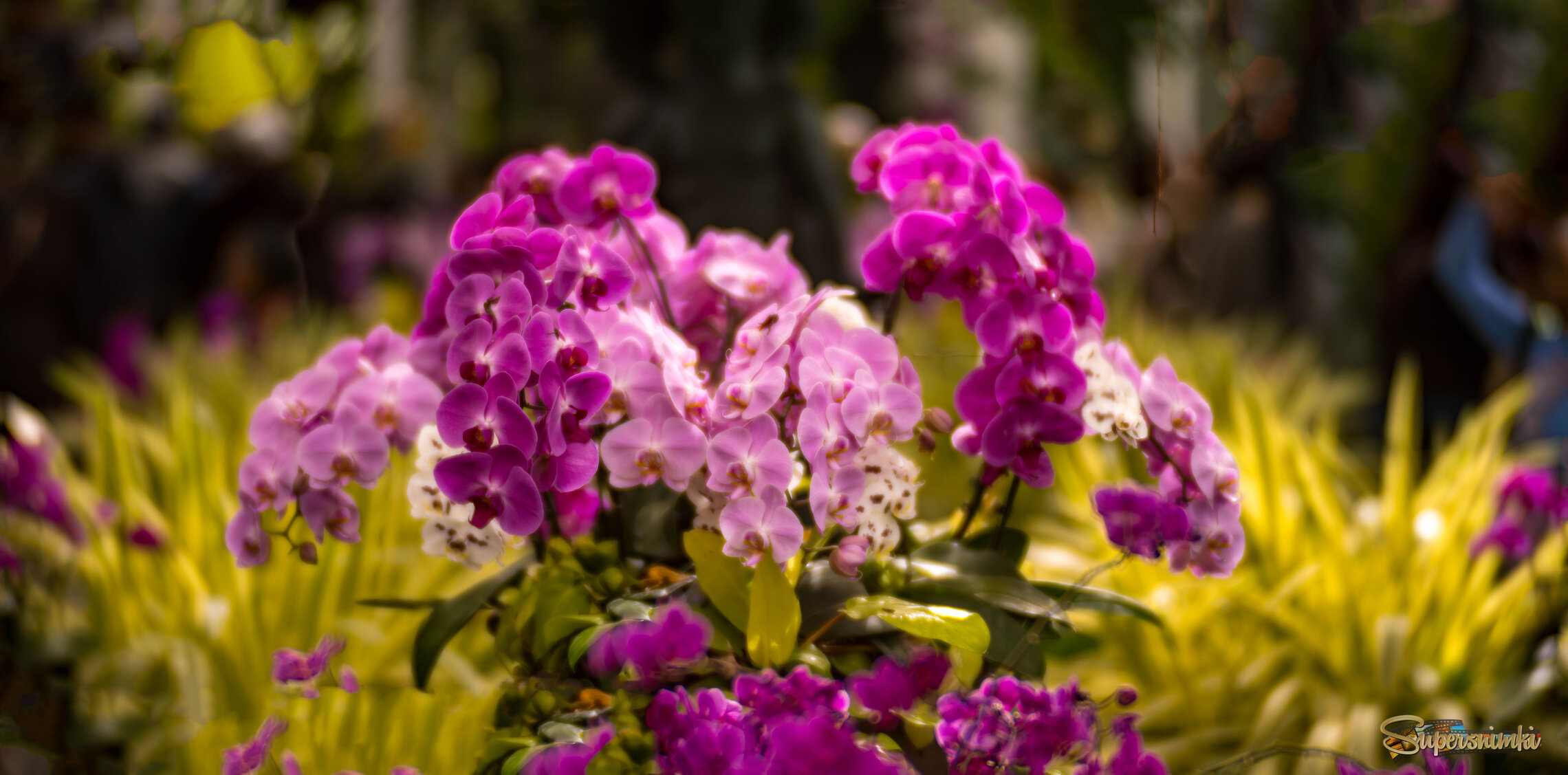 NYC Orchid Show. New York Botanical Garden.