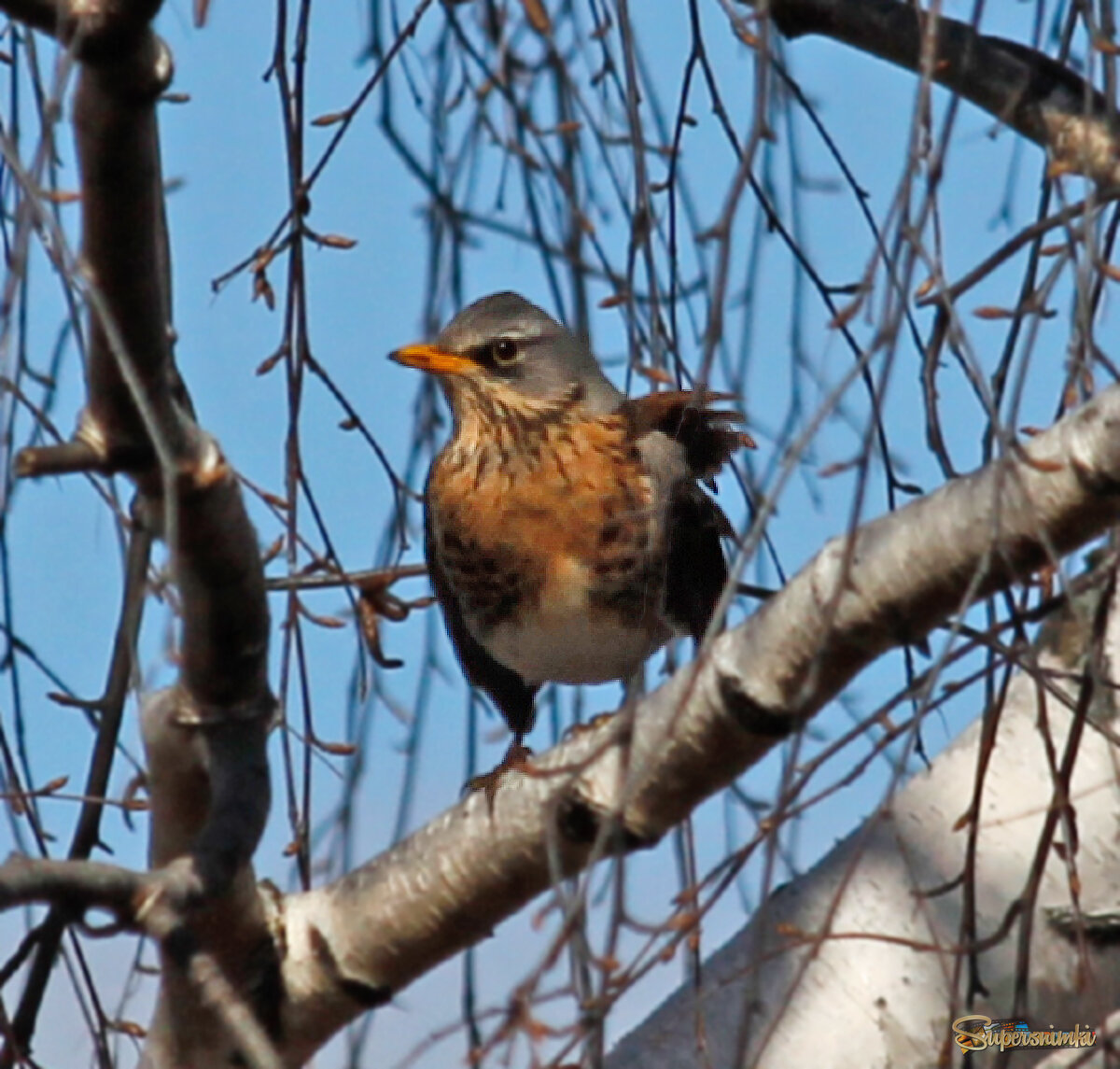 Дрозд рябинник
