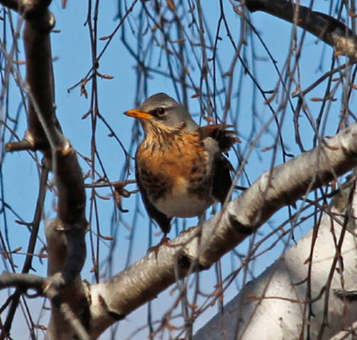 Дрозд рябинник