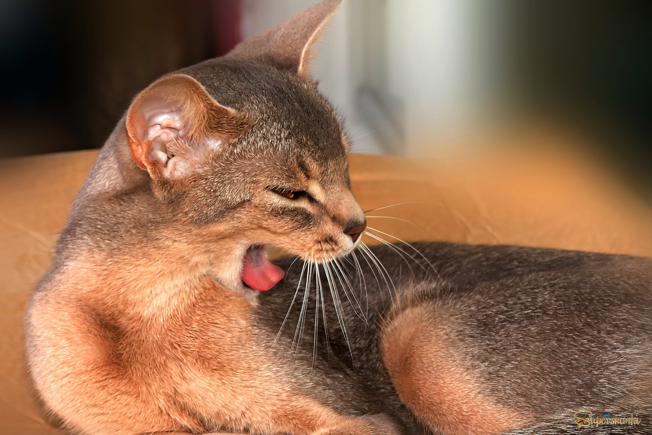 Страшнее кошки зверя нет