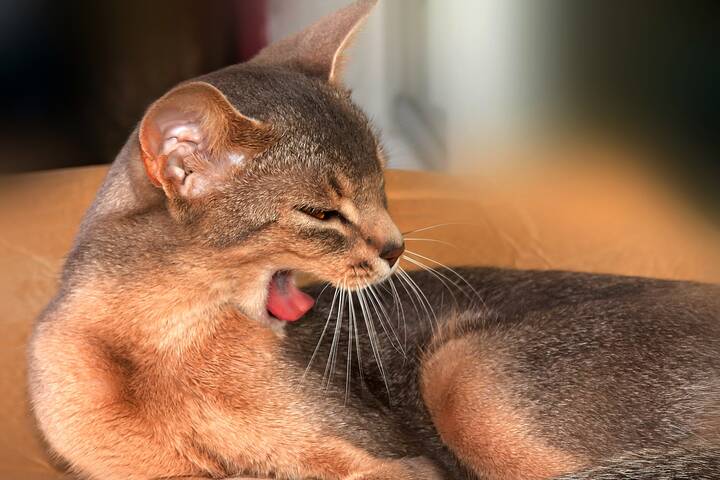 Страшнее кошки зверя нет
