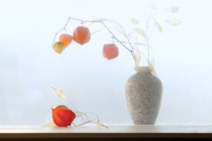 Ноябрьский этюд с физалисом