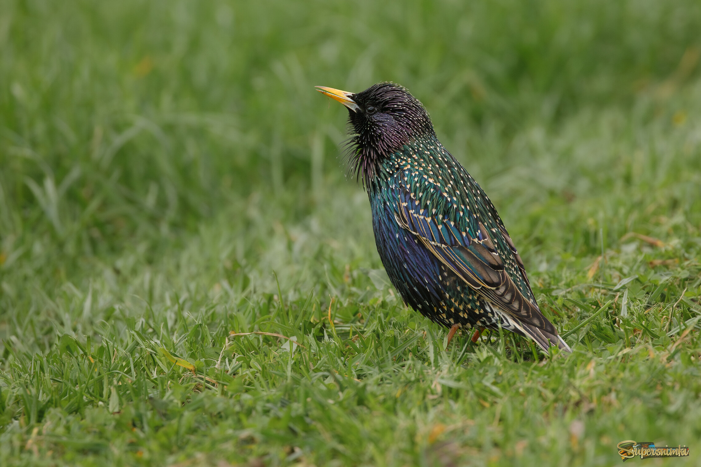 Я вам спою...