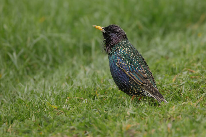 Я вам спою...