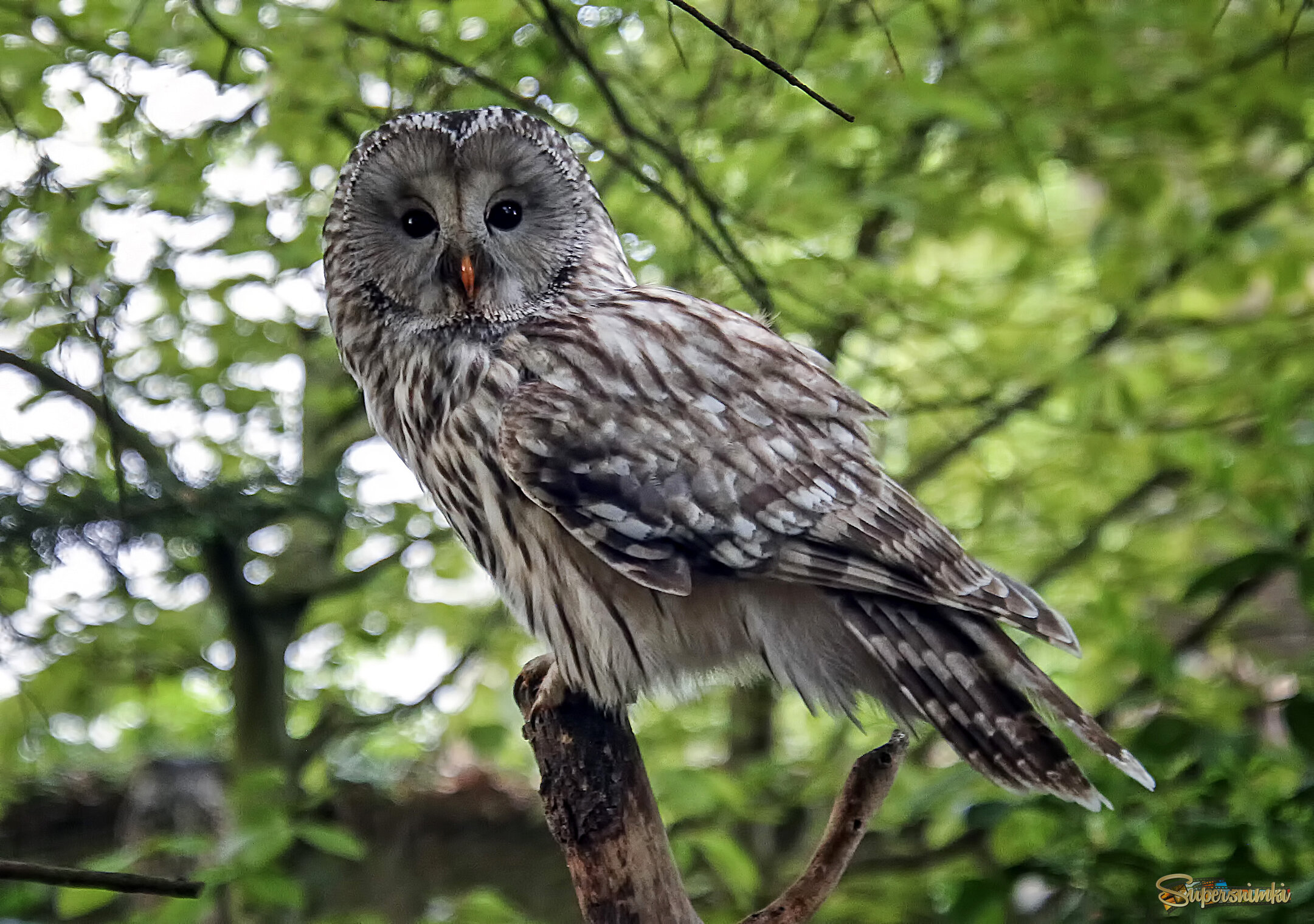 Длиннохвостая неясыть