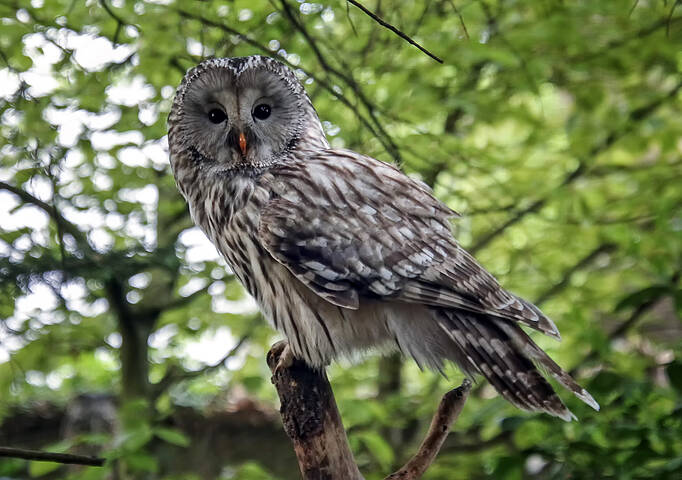 Длиннохвостая неясыть