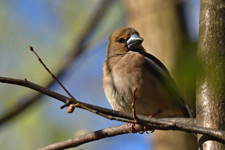 Coccothraustes coccothraustes