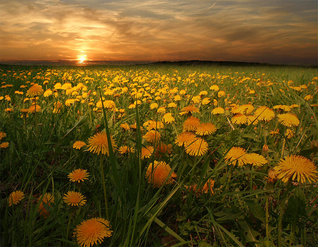 Плантация для вина.