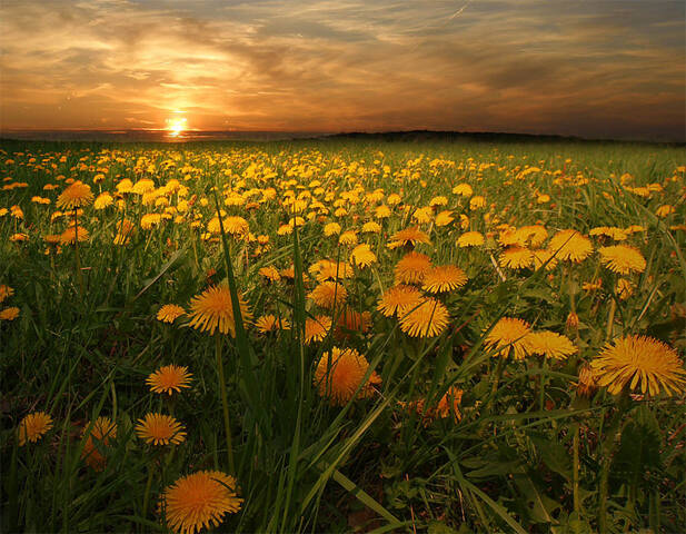 Плантация для вина.