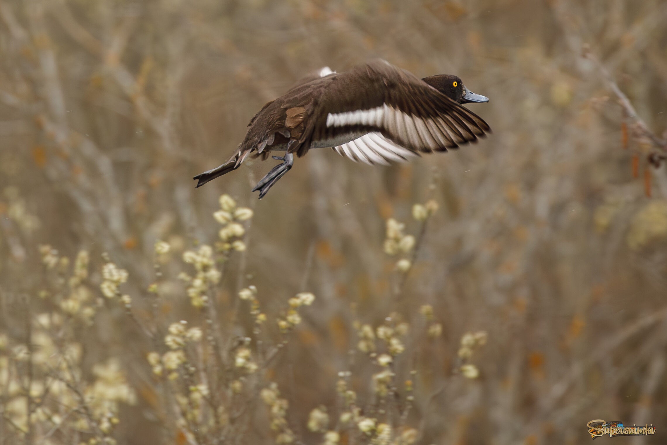Я тоже умею летать!