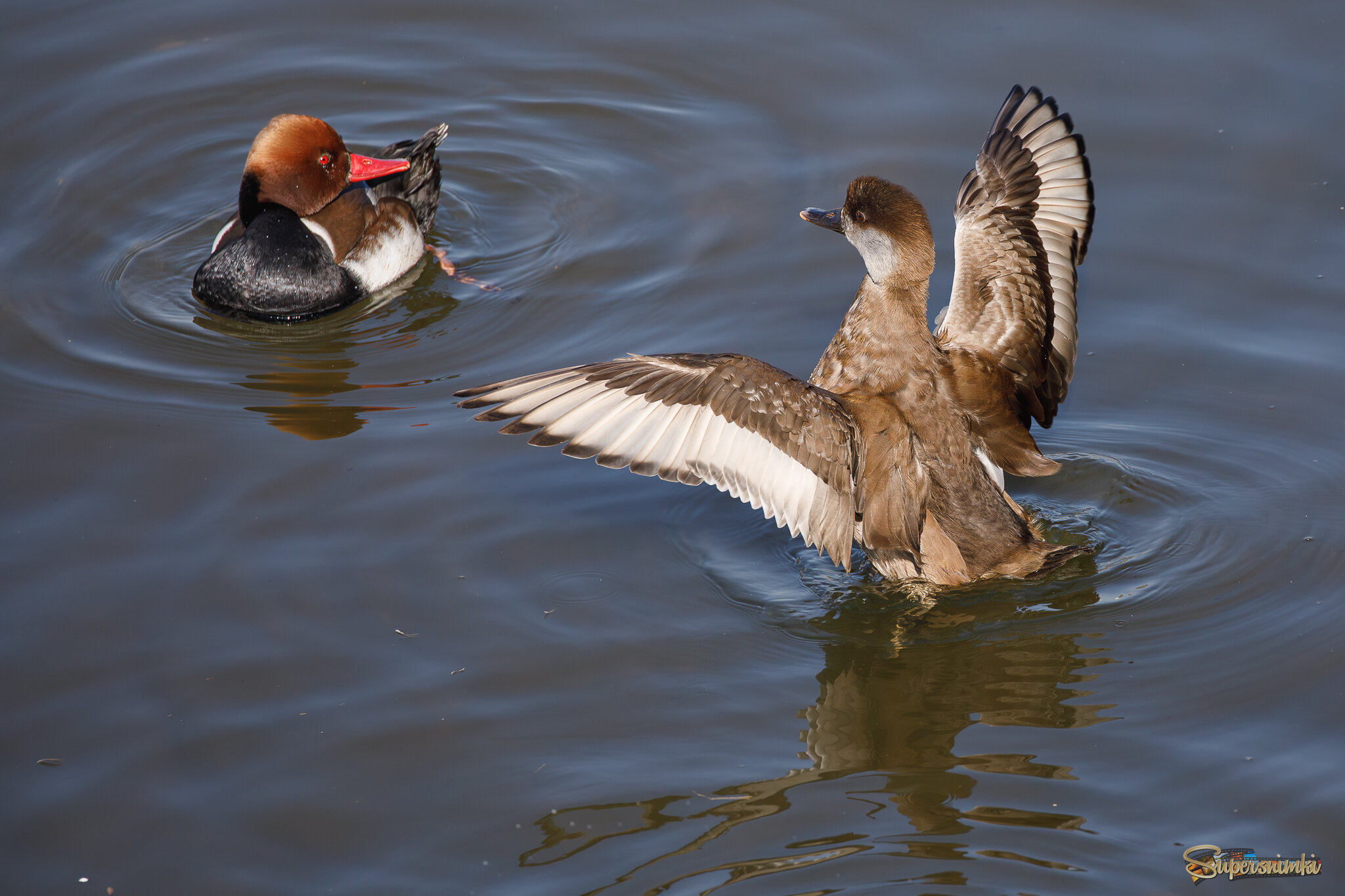 Где ж ты прятался, дорогуша?!