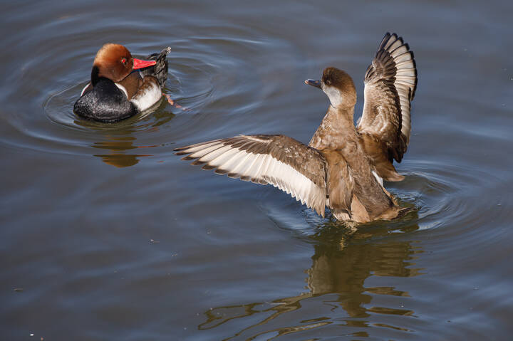 Где ж ты прятался, дорогуша?!
