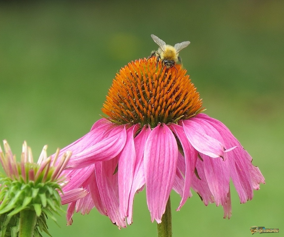 Летняя картинка