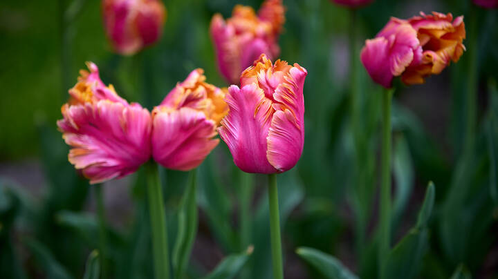 Keukenhof...