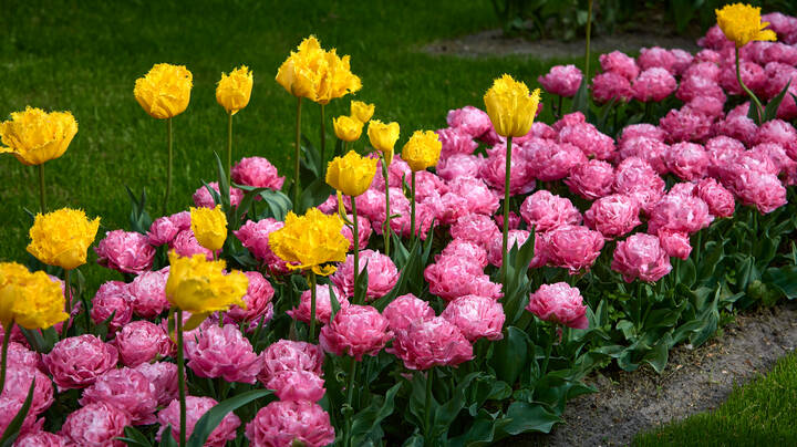 Keukenhof...