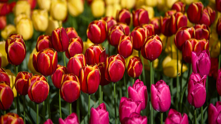 Keukenhof...