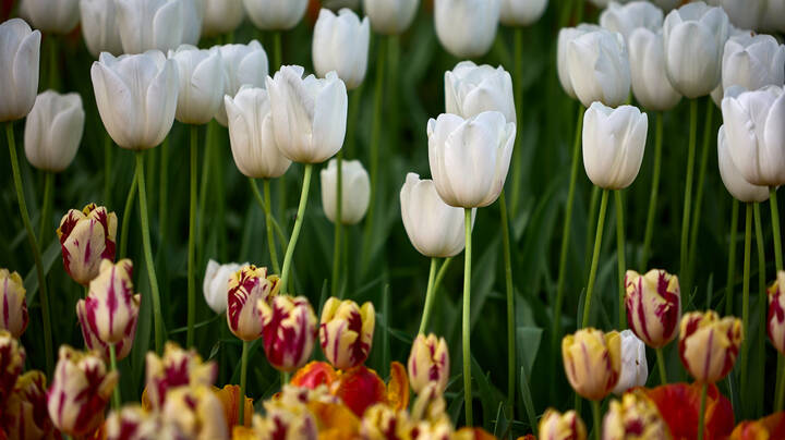 Keukenhof...