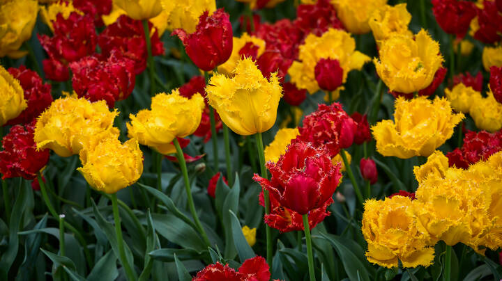 Keukenhof...
