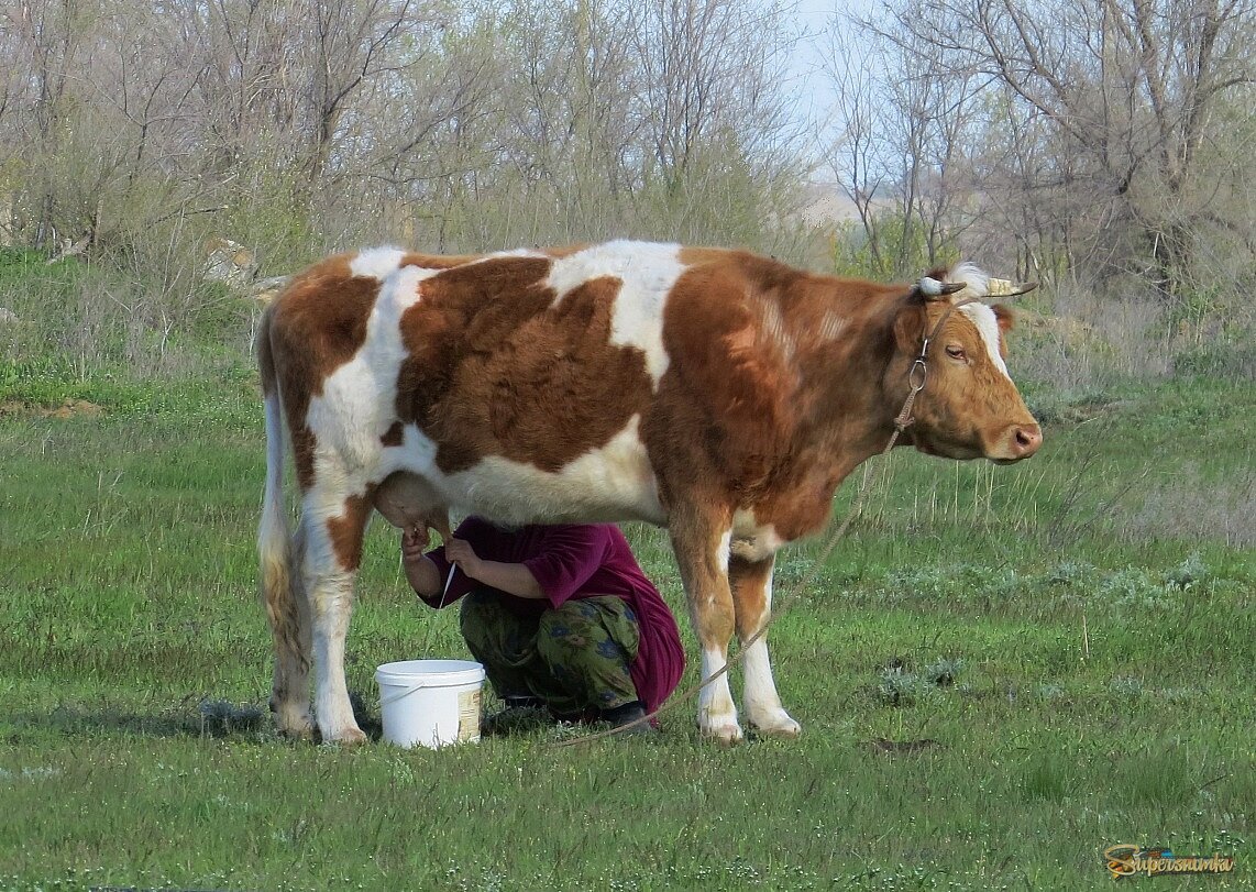 Подсмотрела .... или .....  Каждый при своем деле  )