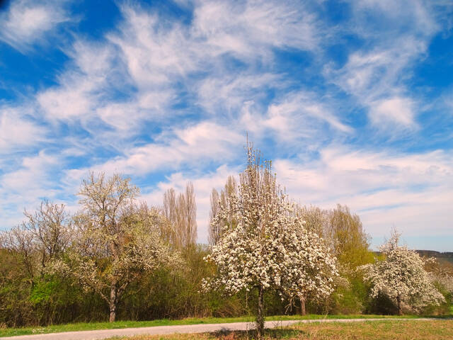 Белокрылые птицы весны.