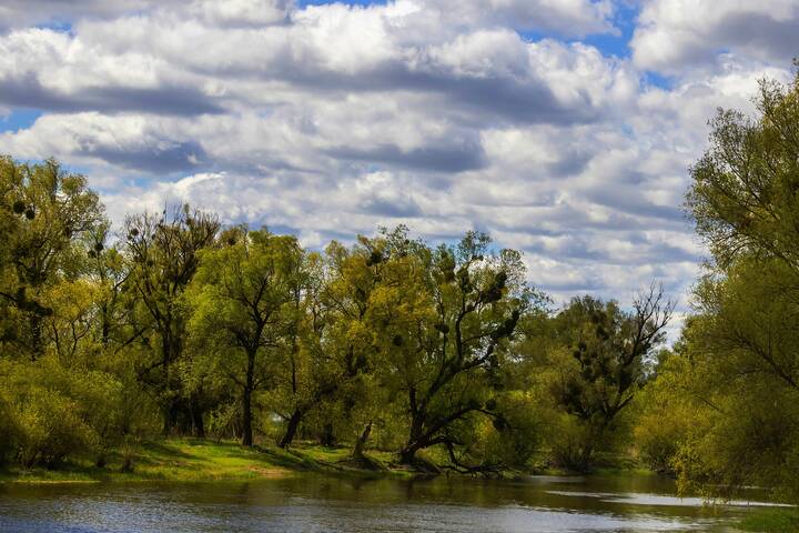 Зелёная весна