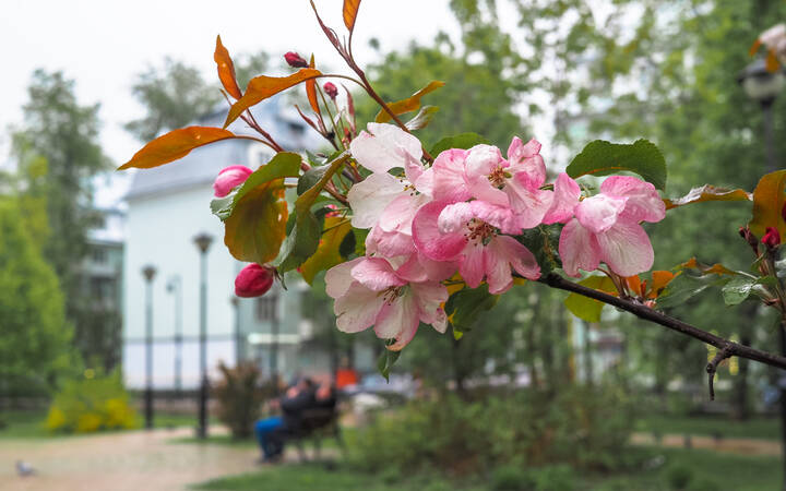 Природа в Городе